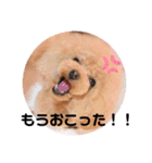 プードル好きのためのスタンプ（個別スタンプ：11）