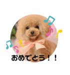 プードル好きのためのスタンプ（個別スタンプ：14）