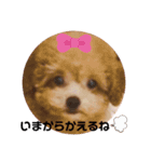 プードル好きのためのスタンプ（個別スタンプ：15）
