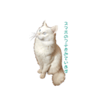 上海猫あみー（個別スタンプ：1）