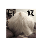 上海猫あみー（個別スタンプ：3）
