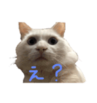 上海猫あみー（個別スタンプ：4）
