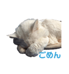 上海猫あみー（個別スタンプ：5）