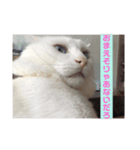 上海猫あみー（個別スタンプ：6）