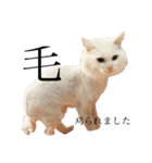 上海猫あみー（個別スタンプ：7）