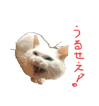 上海猫あみー（個別スタンプ：8）