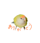 コザクラインコ ピコちゃん（個別スタンプ：1）