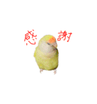 コザクラインコ ピコちゃん（個別スタンプ：3）