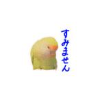 コザクラインコ ピコちゃん（個別スタンプ：5）