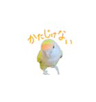 コザクラインコ ピコちゃん（個別スタンプ：6）