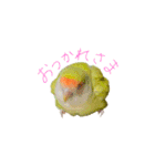 コザクラインコ ピコちゃん（個別スタンプ：8）