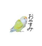 コザクラインコ ピコちゃん（個別スタンプ：11）