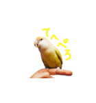 コザクラインコ ピコちゃん（個別スタンプ：13）