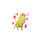 コザクラインコ ピコちゃん（個別スタンプ：17）