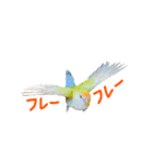 コザクラインコ ピコちゃん（個別スタンプ：20）