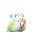 コザクラインコ ピコちゃん（個別スタンプ：21）