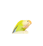 コザクラインコ ピコちゃん（個別スタンプ：23）