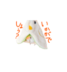 コザクラインコ ピコちゃん（個別スタンプ：27）