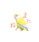 コザクラインコ ピコちゃん（個別スタンプ：29）