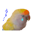 コザクラインコ ピコちゃん（個別スタンプ：30）