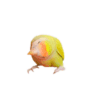コザクラインコ ピコちゃん（個別スタンプ：31）