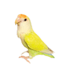 コザクラインコ ピコちゃん（個別スタンプ：40）