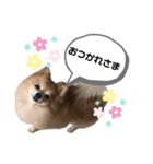 ぽめちわわポップのスタンプ(^^)（個別スタンプ：5）