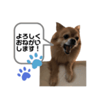 ぽめちわわポップのスタンプ(^^)（個別スタンプ：6）