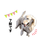 ワンワンスタンプ！1（個別スタンプ：1）