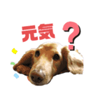 ワンワンスタンプ！1（個別スタンプ：3）