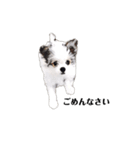 ミックス犬の子犬スタンプ（個別スタンプ：2）