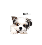 ミックス犬の子犬スタンプ（個別スタンプ：3）