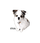 ミックス犬の子犬スタンプ（個別スタンプ：6）