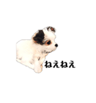 ミックス犬の子犬スタンプ（個別スタンプ：9）