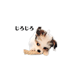 ミックス犬の子犬スタンプ（個別スタンプ：10）