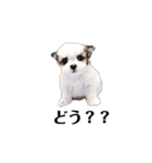 ミックス犬の子犬スタンプ（個別スタンプ：14）