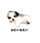 ミックス犬の子犬スタンプ（個別スタンプ：15）