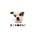 ミックス犬の子犬スタンプ（個別スタンプ：16）