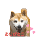 柴犬あい2（個別スタンプ：1）