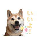 柴犬あい2（個別スタンプ：5）