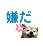 柴犬あい2（個別スタンプ：7）