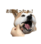 柴犬あい2（個別スタンプ：11）