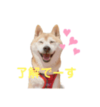 柴犬あい2（個別スタンプ：12）