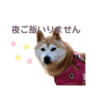 柴犬あい2（個別スタンプ：13）