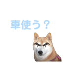 柴犬あい2（個別スタンプ：15）