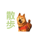 柴犬あい2（個別スタンプ：17）