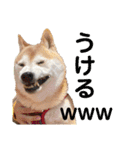 柴犬あい2（個別スタンプ：19）