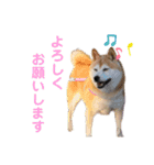 柴犬あい2（個別スタンプ：23）