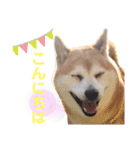 柴犬あい2（個別スタンプ：24）