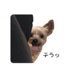 ヨークシャテリアのひゆ（個別スタンプ：6）